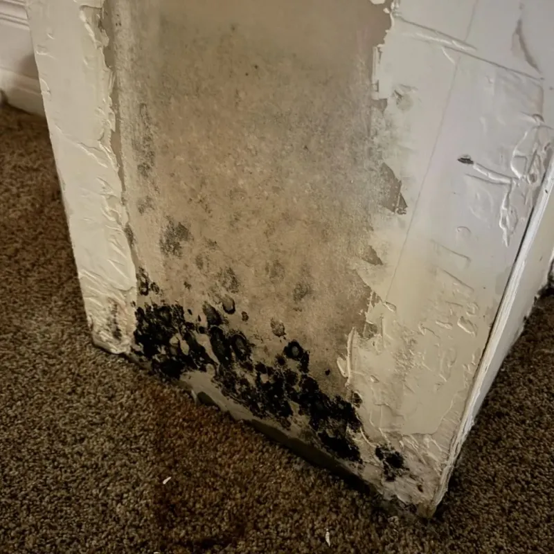 Professional Mold Removal in Gardner, IL